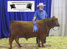 ESF Irish Rover (21 months)  2018 Kansas National Show & Sale